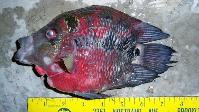 100_0047.JPG 100_0047.JPG