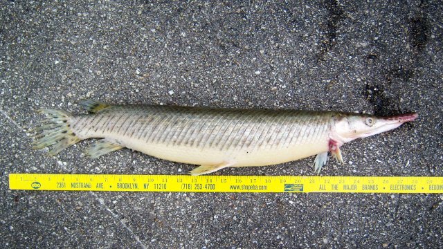 Gar FL Elvis 1.JPG