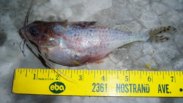 Pimelodus, Pictus cats 27 7 Colombian 7 inch.JPG