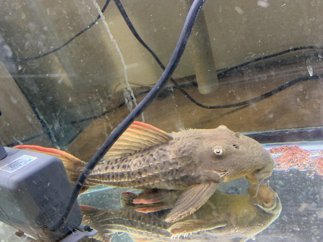 5AD4A3AA-0AA4-4910-88A5-115453B9B473.jpeg 5AD4A3AA-0AA4-4910-88A5-115453B9B473.jpeg