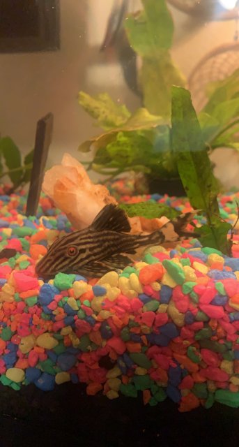 1A20C173-FC8F-4272-ADAD-F51A17EA6353.jpeg 1A20C173-FC8F-4272-ADAD-F51A17EA6353.jpeg