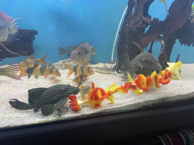 85B4D0E5-2D81-4CE2-8897-A3169937E29C.jpeg 85B4D0E5-2D81-4CE2-8897-A3169937E29C.jpeg