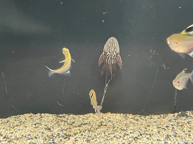 DFB7E8BF-B9DD-4741-8DC3-75658461B62B.jpeg DFB7E8BF-B9DD-4741-8DC3-75658461B62B.jpeg