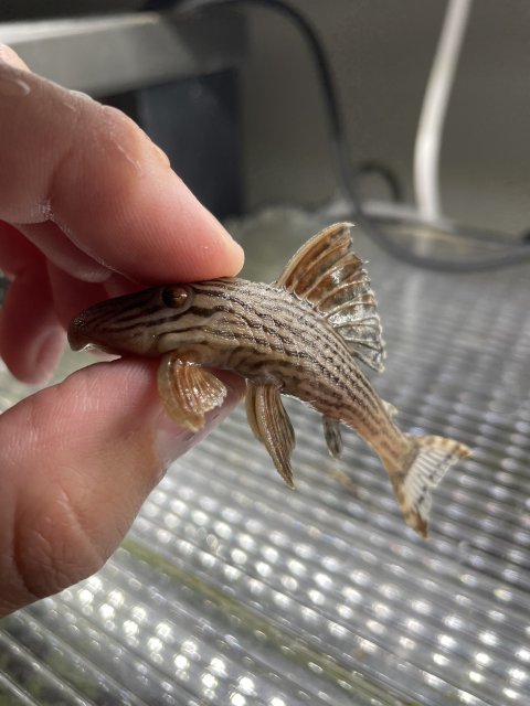 7C798AF9-C52A-4300-8581-67B10ADE94EE.jpeg 7C798AF9-C52A-4300-8581-67B10ADE94EE.jpeg