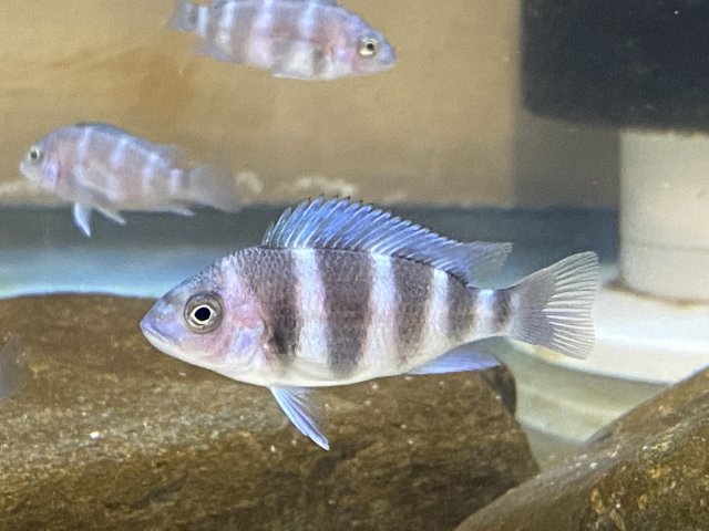 fry 2 light.jpg fry 2 light.jpg