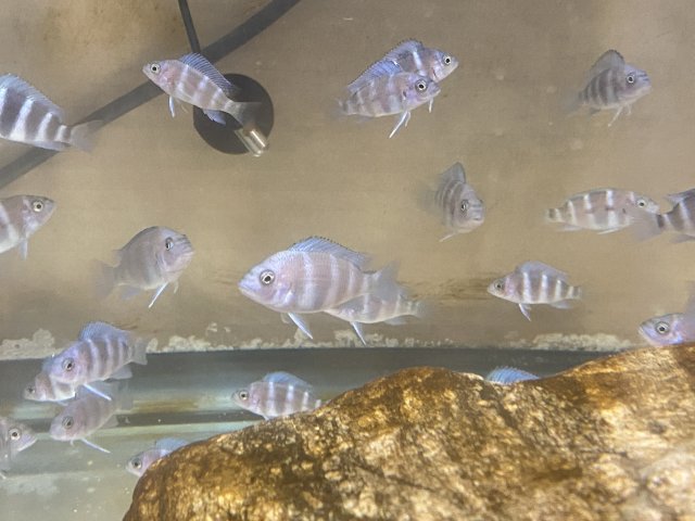 fry 1.jpg fry 1.jpg