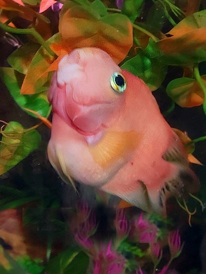 Patch pic.jpg