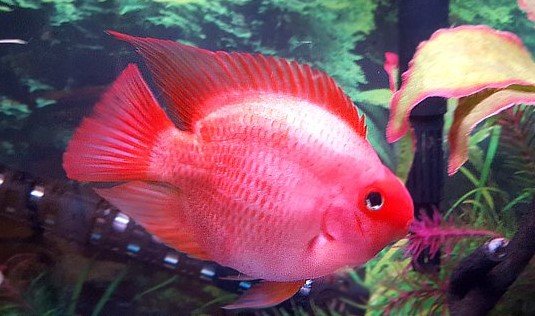 Tango pic.jpg