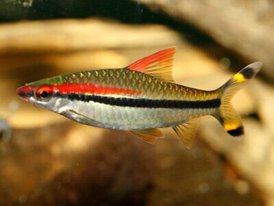 TORPEDO-BARB-ATTRACTIVE-FISH-Puntius.jpg