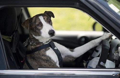 driving-dogs_1633124a.jpg