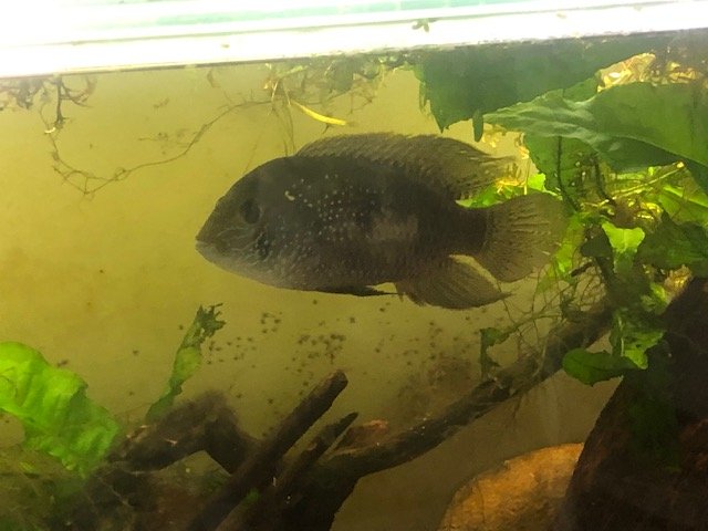acara1.jpg
