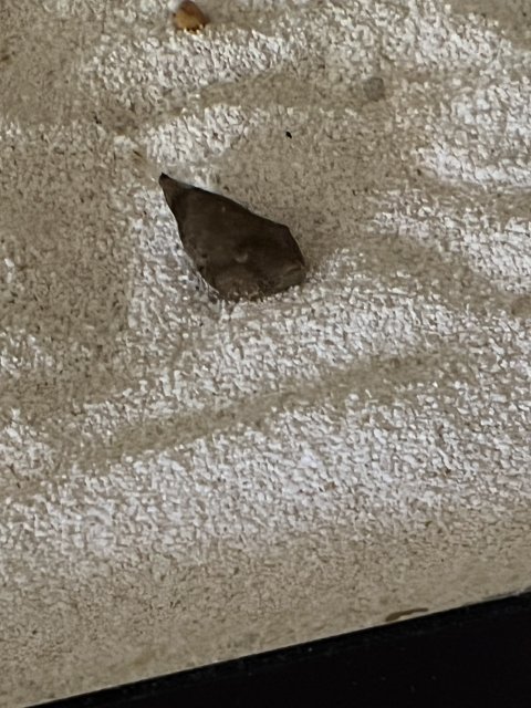 8C2E5136-7654-440B-83F5-FDEDE296F3FE.jpeg 8C2E5136-7654-440B-83F5-FDEDE296F3FE.jpeg