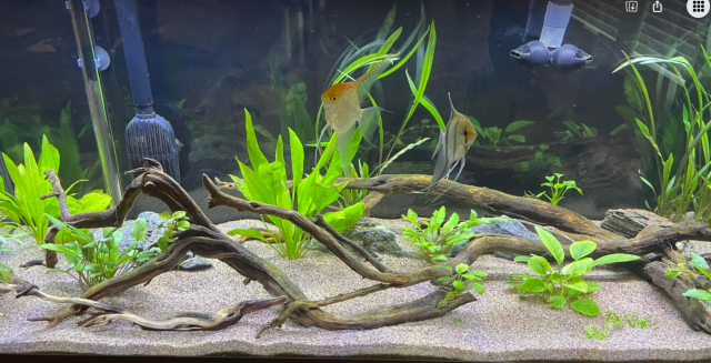 75G1.png