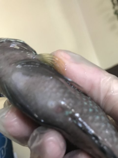 0C327191-C890-46BF-AB0A-09DEB55D091E.jpeg