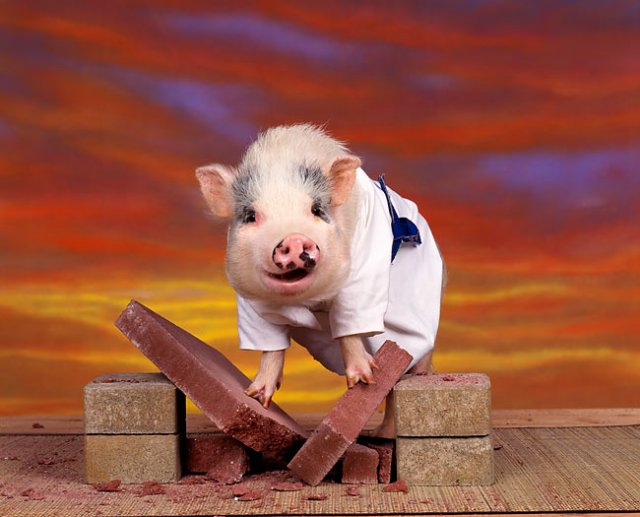 Pig.jpeg
