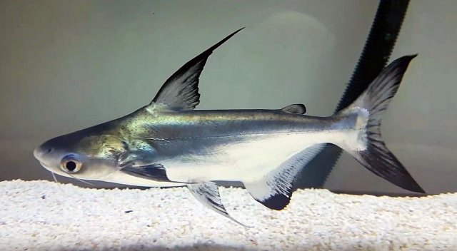 Paroon-Shark-Pangasius-sanitwongsei2.jpg