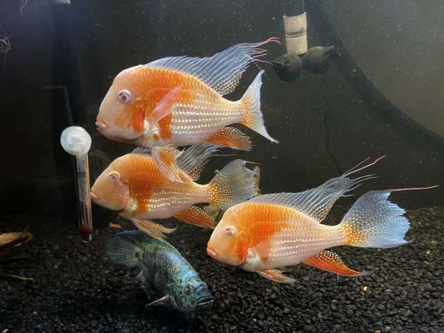 A013A457-CD18-4470-8D73-C1BAFA825183.jpeg A013A457-CD18-4470-8D73-C1BAFA825183.jpeg