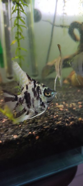 IMG_20220403_235001_1.jpg IMG_20220403_235001_1.jpg