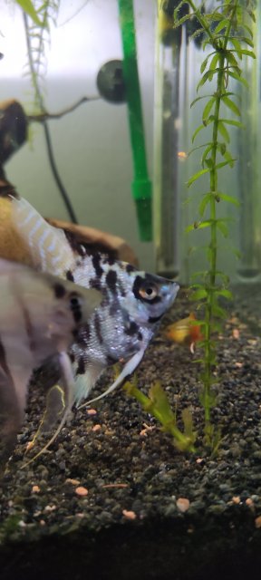 IMG_20220403_234947.jpg IMG_20220403_234947.jpg