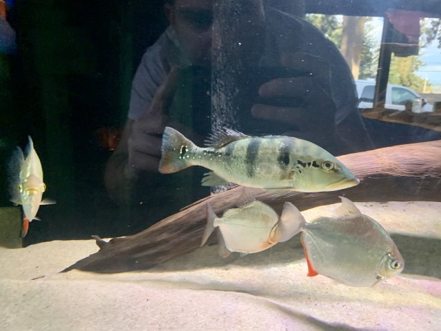 AE892DD2-59FE-4795-A3BC-ADC3FE09505F.jpeg AE892DD2-59FE-4795-A3BC-ADC3FE09505F.jpeg