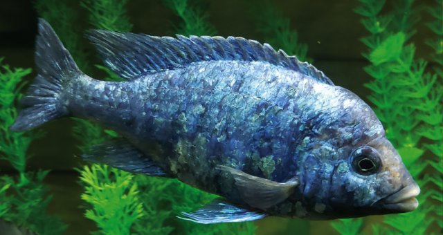 Phenochilus tanzania.jpg