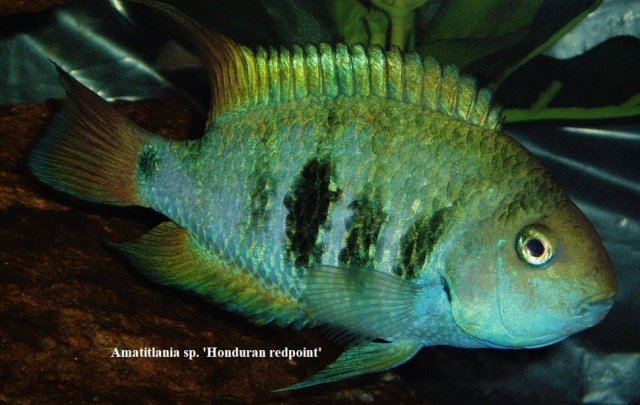Amatitlani sp. Honduran redfin - 1998.jpg