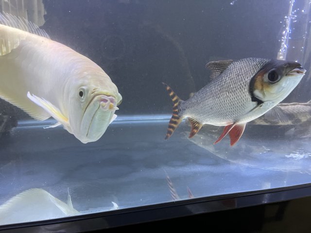 3BCFC980-F7FB-46E4-8A66-F9A0213DE29E.jpeg 3BCFC980-F7FB-46E4-8A66-F9A0213DE29E.jpeg