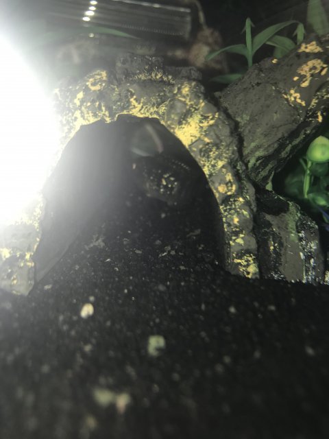 34AFDBAC-3557-47A2-8DE2-A6D7C0D12430.jpeg