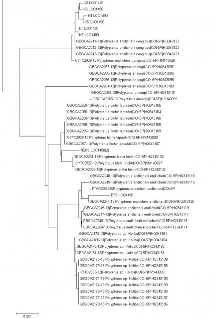 tree final lower jaw.jpg tree final lower jaw.jpg