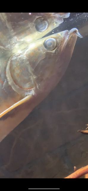 11E310A0-9CDE-4891-9843-EEFBDEAA4E9A.png 11E310A0-9CDE-4891-9843-EEFBDEAA4E9A.png