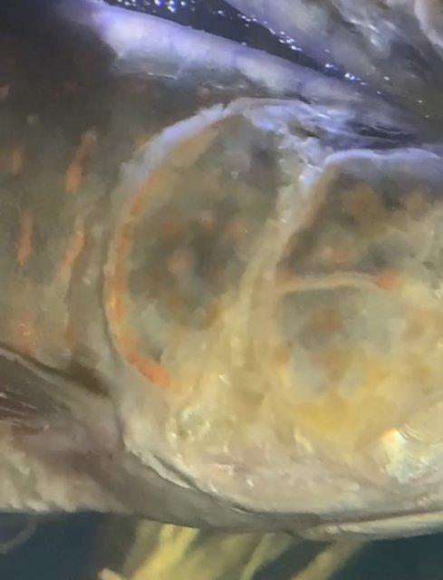 BD90AA68-388B-4445-A387-39367B1E13AE.jpeg BD90AA68-388B-4445-A387-39367B1E13AE.jpeg