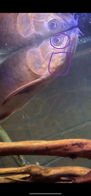 F2C1186D-4947-460D-A93E-F2D85C526408.jpeg F2C1186D-4947-460D-A93E-F2D85C526408.jpeg