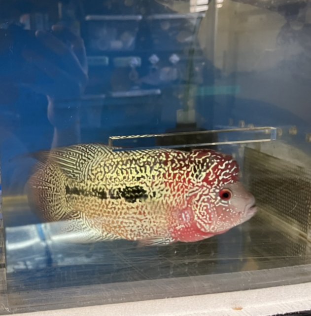 For Sale Flowerhorns