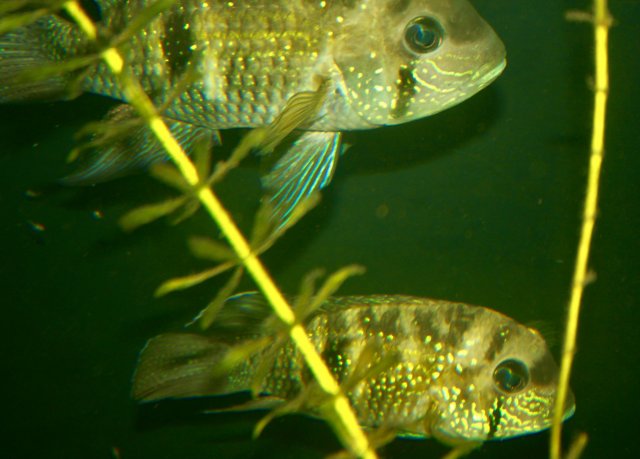 74D01A34-9E01-40DD-B086-6B9051FA5F4E_1_201_a.jpeg 74D01A34-9E01-40DD-B086-6B9051FA5F4E_1_201_a.jpeg