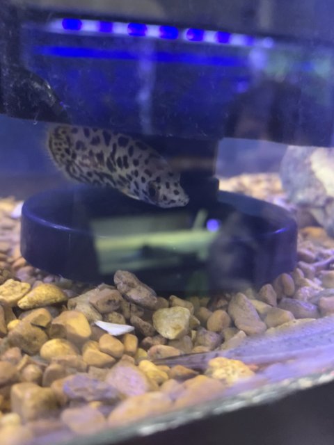 D72BCBDC-1AA1-4586-A031-564F62EDDA83.jpeg D72BCBDC-1AA1-4586-A031-564F62EDDA83.jpeg