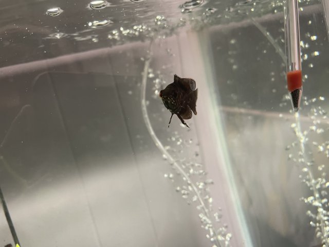 57E31840-871E-4B76-B118-090519F0C92C.jpeg 57E31840-871E-4B76-B118-090519F0C92C.jpeg