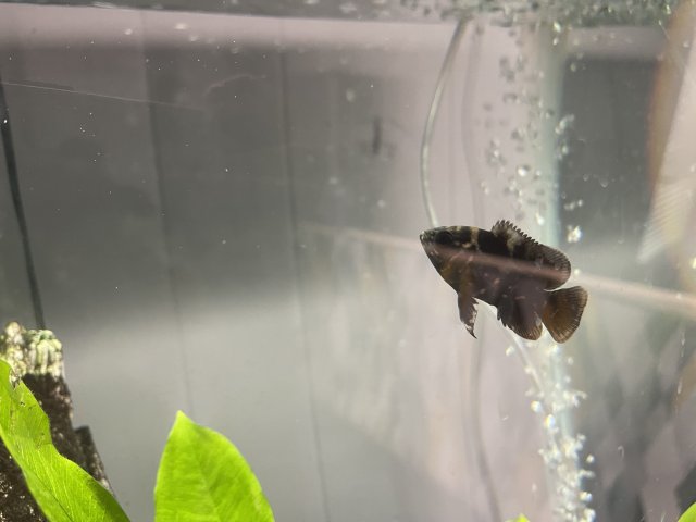 518D5A35-C8B4-4DEA-85BA-1FF0CAFC2A30.jpeg 518D5A35-C8B4-4DEA-85BA-1FF0CAFC2A30.jpeg