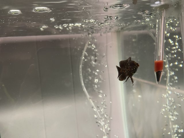 6A10BACA-9B45-4F94-B7B9-9A34B9592DB7.jpeg 6A10BACA-9B45-4F94-B7B9-9A34B9592DB7.jpeg