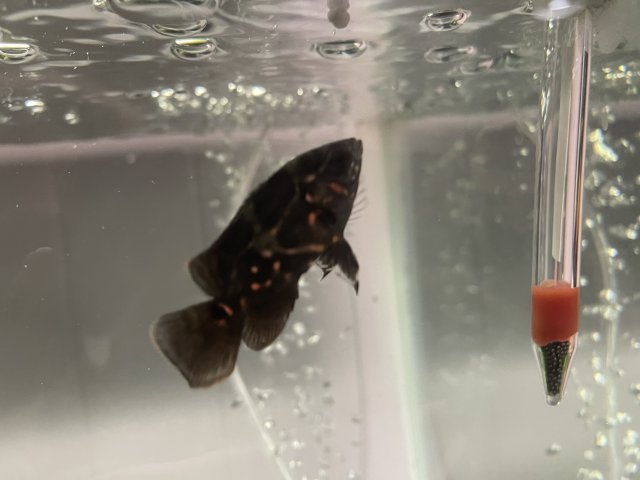 23917764-8D39-46A5-81C7-B593EC3A0833.jpeg 23917764-8D39-46A5-81C7-B593EC3A0833.jpeg