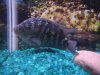 new fishies 006.jpg new fishies 006.jpg