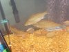 fish2.JPG fish2.JPG