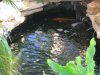 Pond.jpg Pond.jpg