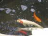 Koi.jpg Koi.jpg