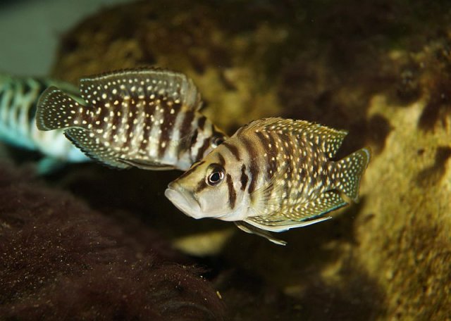 Altolamprologus_calvus_Black_Cong_f1_104547.jpg