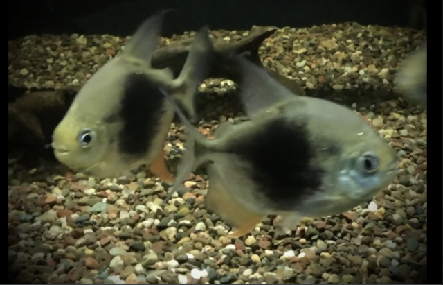 Screen Shot 2022-05-13 at 11.50.27 AM.png