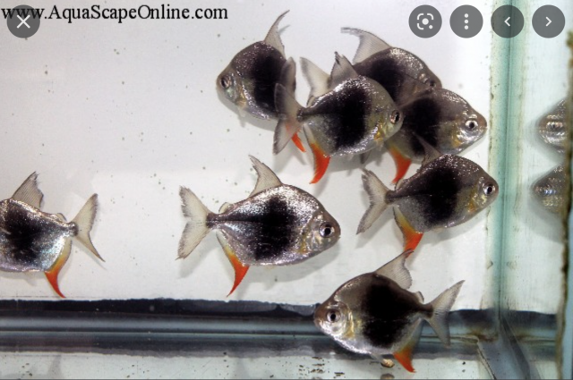 Screen Shot 2022-05-13 at 11.49.38 AM.png