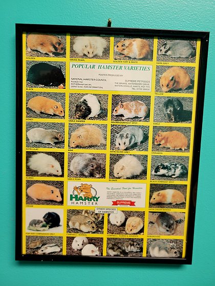 hamster poster.jpg