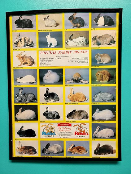 rabbit poster.jpg