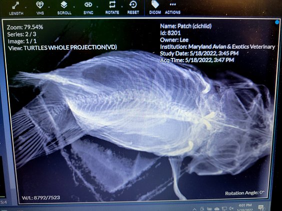 xray 1.jpg