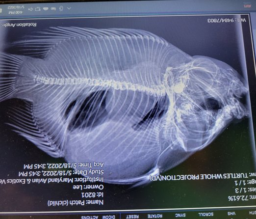 xray2.jpg
